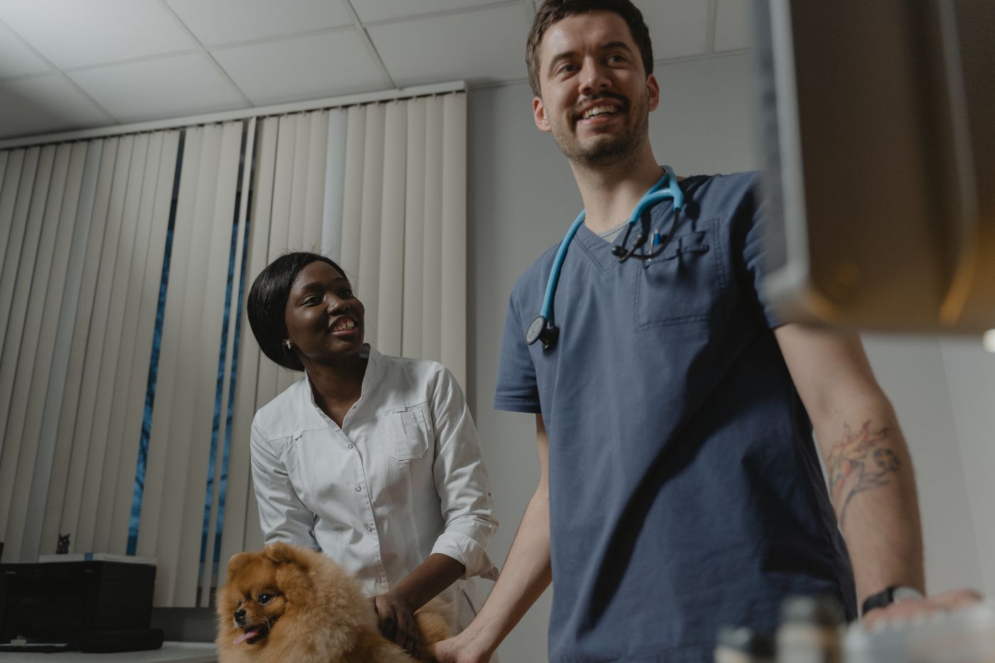 Veterinarios revisando a un perro